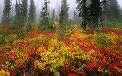 Desktop wallpaper. Nature. ID:29295