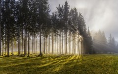 Desktop image. Nature. ID:52022