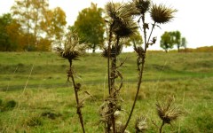 Desktop wallpaper. Nature. ID:29313