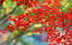 Desktop wallpaper. Nature. ID:29315