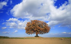 Desktop wallpaper. Nature. ID:29345