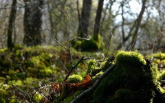 Desktop wallpaper. Nature. ID:29349