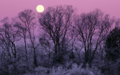 Desktop wallpaper. Nature. ID:29357