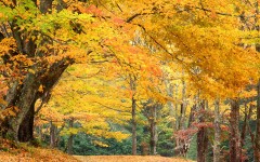 Desktop wallpaper. Nature. ID:29362