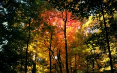 Desktop wallpaper. Nature. ID:29376