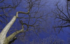 Desktop wallpaper. Nature. ID:29386