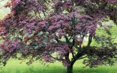 Desktop wallpaper. Nature. ID:29391