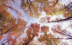 Desktop wallpaper. Nature. ID:29400