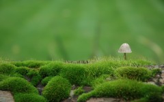 Desktop wallpaper. Nature. ID:50453