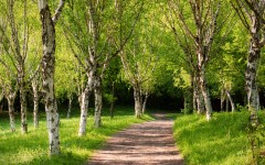 Desktop wallpaper. Nature. ID:29417
