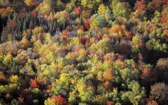 Desktop wallpaper. Nature. ID:29428