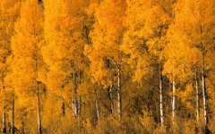 Desktop wallpaper. Nature. ID:29430