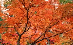 Desktop wallpaper. Nature. ID:29434