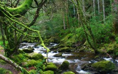 Desktop wallpaper. Nature. ID:29456