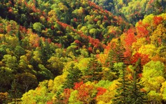 Desktop wallpaper. Nature. ID:29476