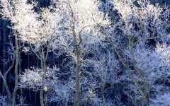 Desktop wallpaper. Nature. ID:29478