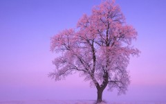 Desktop wallpaper. Nature. ID:29501