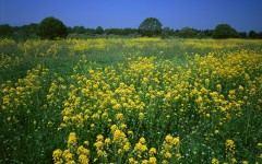 Desktop wallpaper. Nature. ID:29504