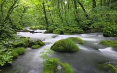 Desktop wallpaper. Nature. ID:29510