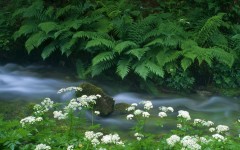 Desktop wallpaper. Nature. ID:29522