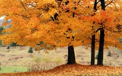 Desktop wallpaper. Nature. ID:29541