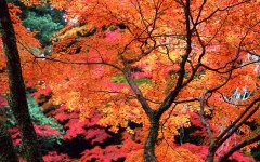 Desktop wallpaper. Nature. ID:29550