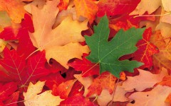 Desktop wallpaper. Nature. ID:29557