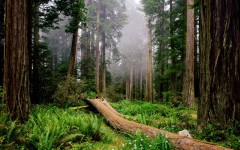 Desktop wallpaper. Nature. ID:29562