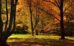Desktop wallpaper. Nature. ID:29567