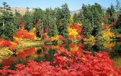 Desktop image. Nature. ID:29606