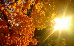 Desktop wallpaper. Nature. ID:29629