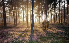 Desktop wallpaper. Nature. ID:29633
