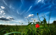 Desktop wallpaper. Nature. ID:29635