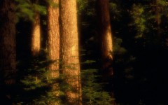Desktop wallpaper. Nature. ID:29636