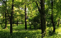 Desktop wallpaper. Nature. ID:29637