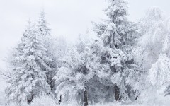 Desktop wallpaper. Nature. ID:29640