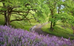 Desktop wallpaper. Nature. ID:29645
