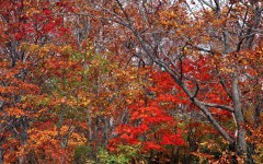 Desktop wallpaper. Nature. ID:29651