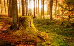 Desktop wallpaper. Nature. ID:29663