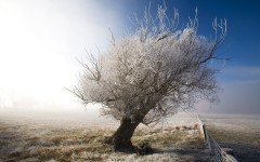 Desktop wallpaper. Nature. ID:29670