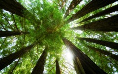 Desktop wallpaper. Nature. ID:29681