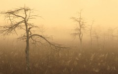 Desktop wallpaper. Nature. ID:29691