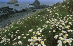 Desktop wallpaper. Nature. ID:29694