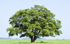 Desktop wallpaper. Nature. ID:29697