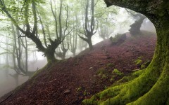 Desktop image. Nature. ID:50281
