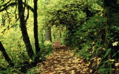 Desktop wallpaper. Nature. ID:29712