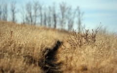 Desktop wallpaper. Nature. ID:29714