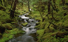 Desktop wallpaper. Nature. ID:29721