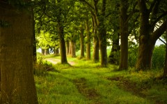 Desktop image. Nature. ID:29723