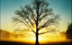 Desktop wallpaper. Nature. ID:29728